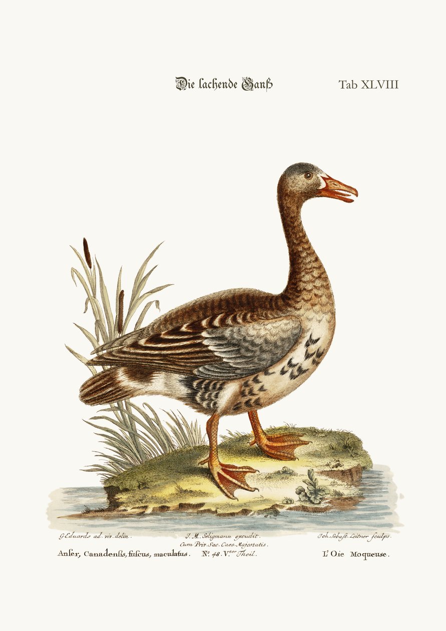 笑うガチョウ、1749-73 作： ジョージ・エドワーズ
