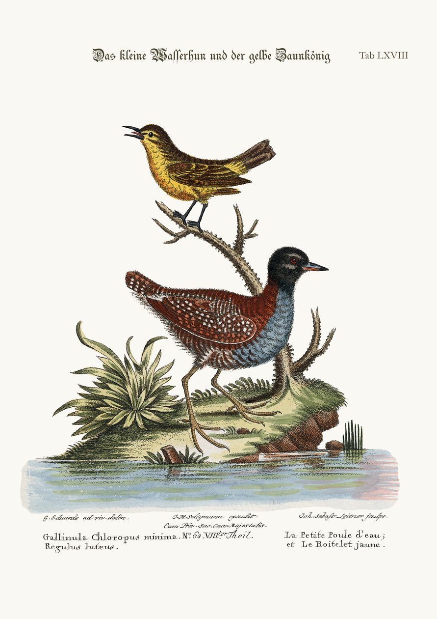 最少の雌鶏と黄ミソサザイ、1749-73 作： ジョージ・エドワーズ
