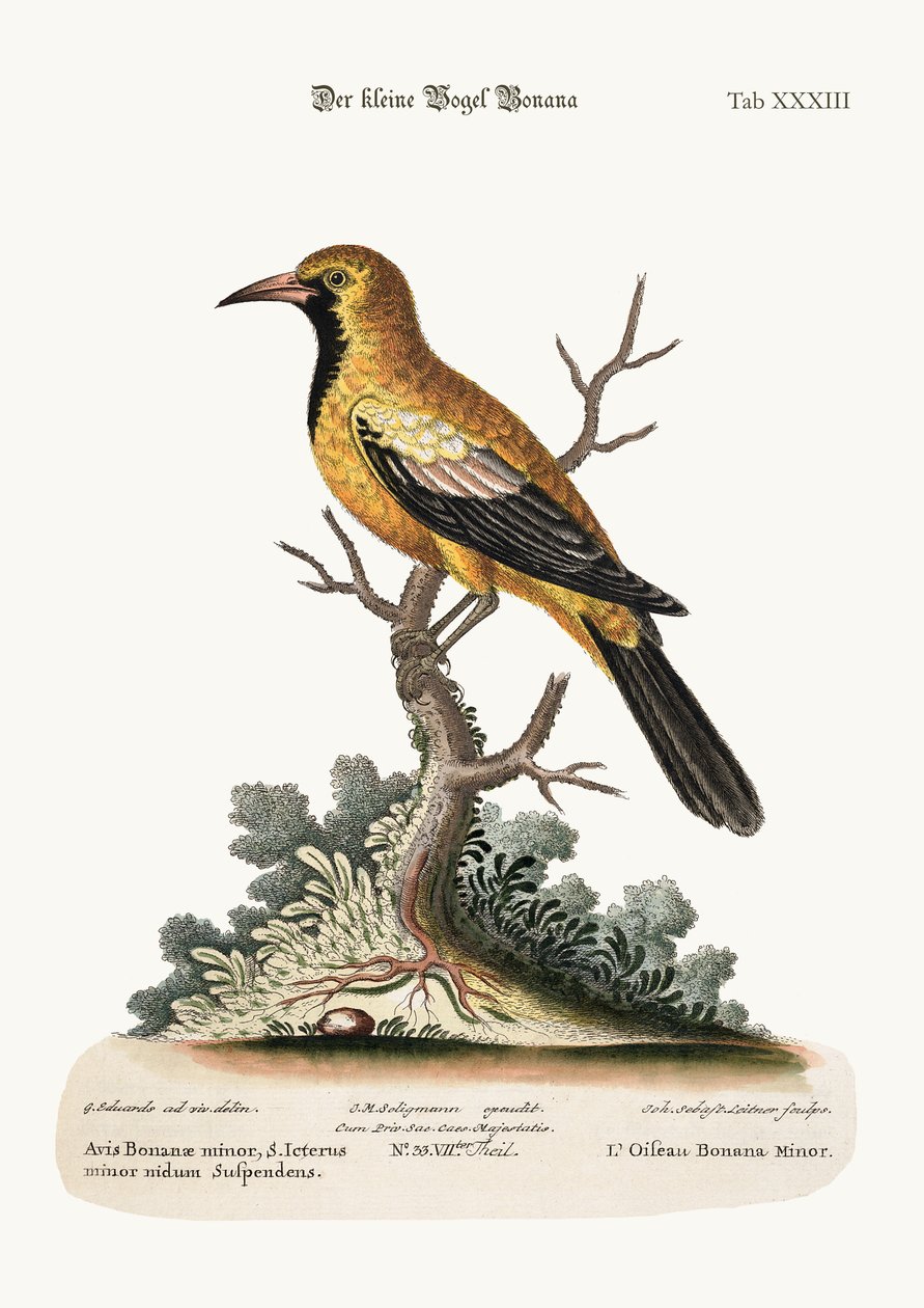 小ボナナ鳥、1749-73 作： ジョージ・エドワーズ