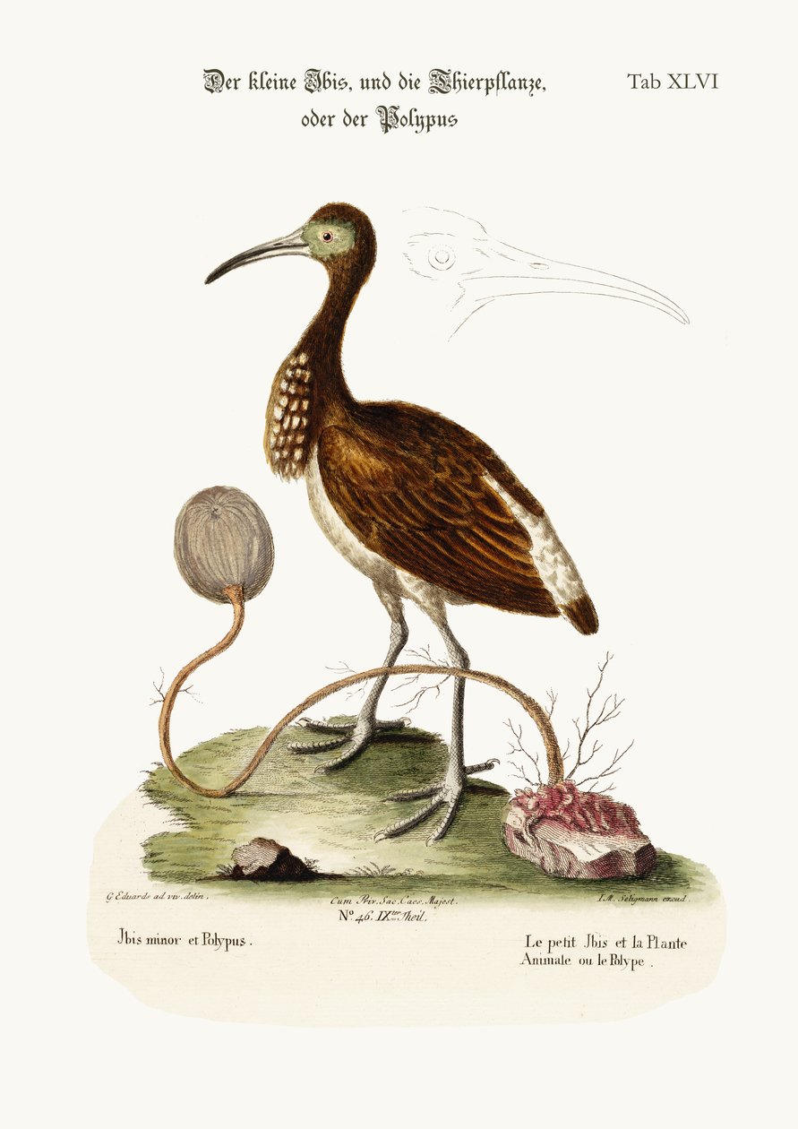 レッサーアイビス、および動物植物またはポリープ、1749-73色の彫刻 作： ジョージ・エドワーズ
