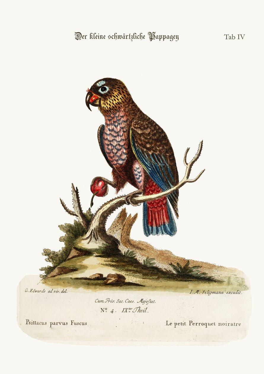 小さな薄暗いオウム、1749-73 作： ジョージ・エドワーズ