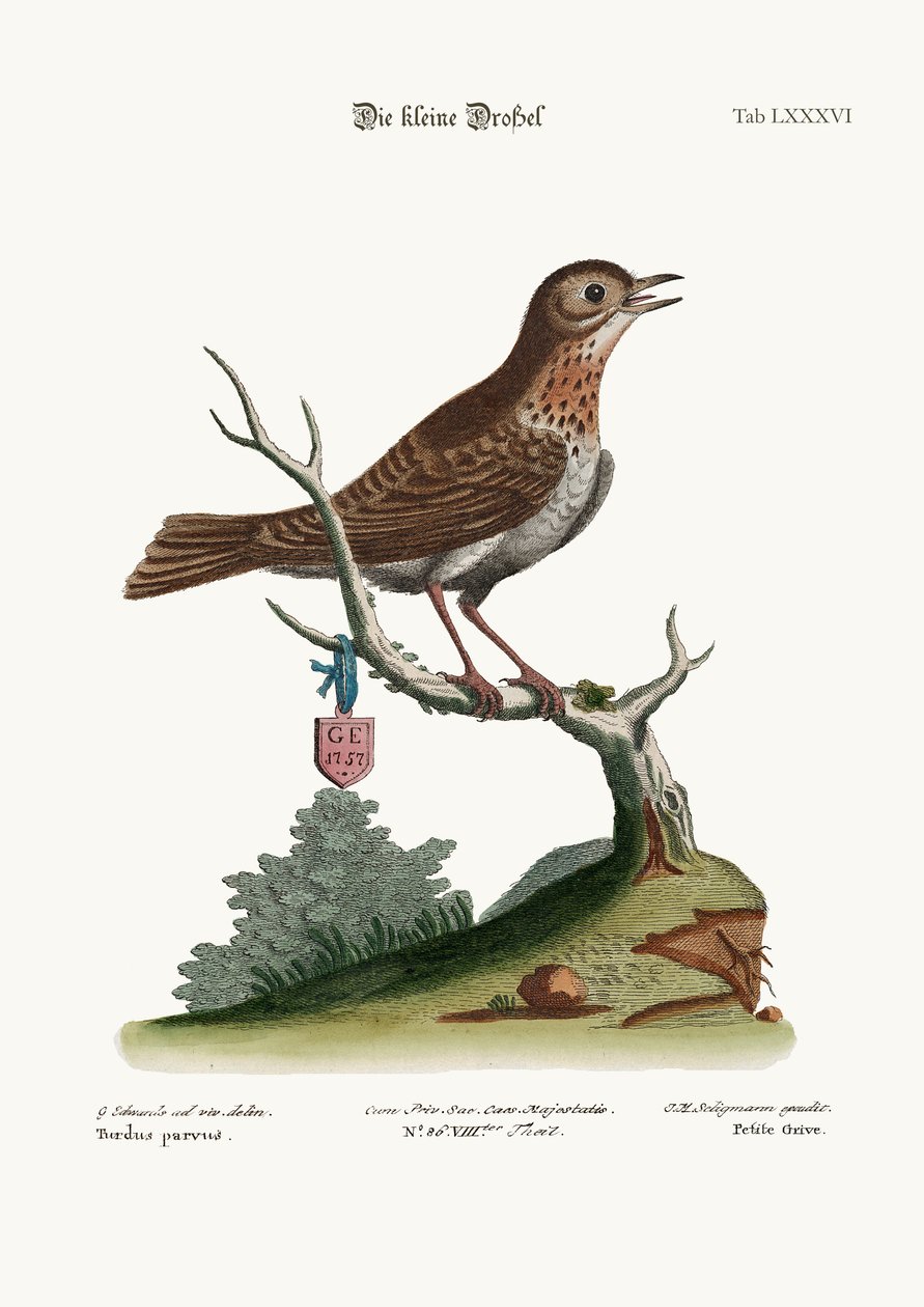 リトル・スラッシュ、1749-73 作： ジョージ・エドワーズ