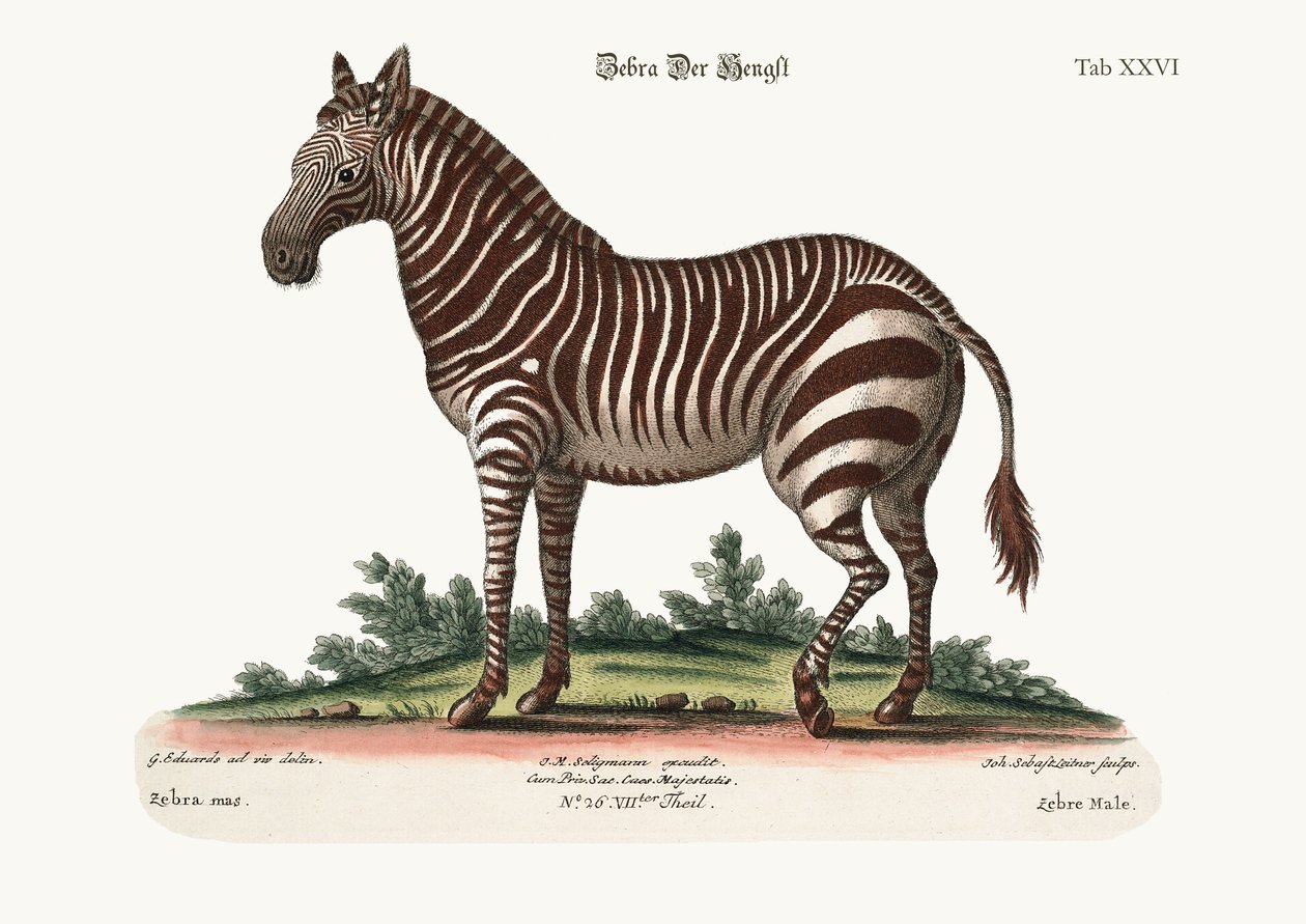 男性のシマウマ、1749-73 作： ジョージ・エドワーズ
