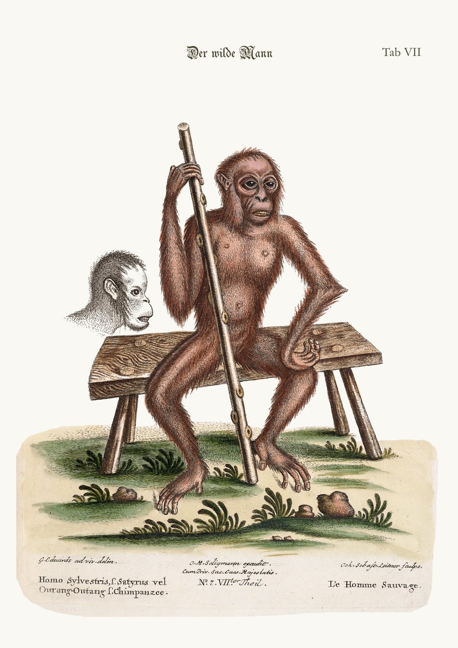 森の男、1749-73 作： ジョージ・エドワーズ