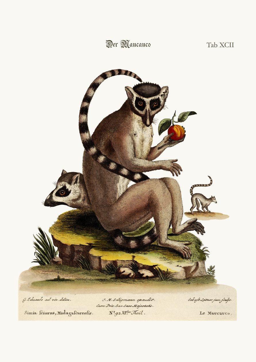 マウカウコ、1749年〜73年 作： ジョージ・エドワーズ
