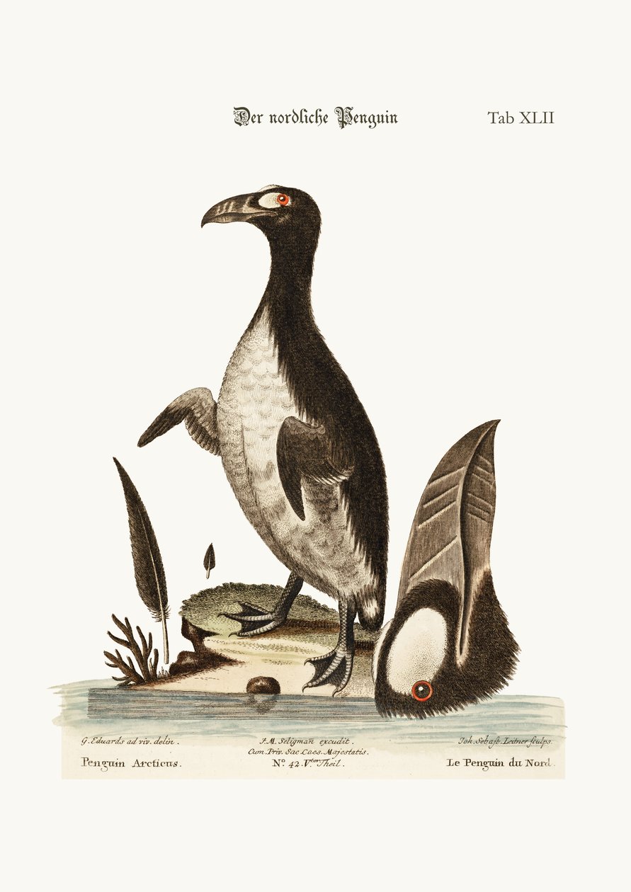 北ペンギン、1749-73 作： ジョージ・エドワーズ