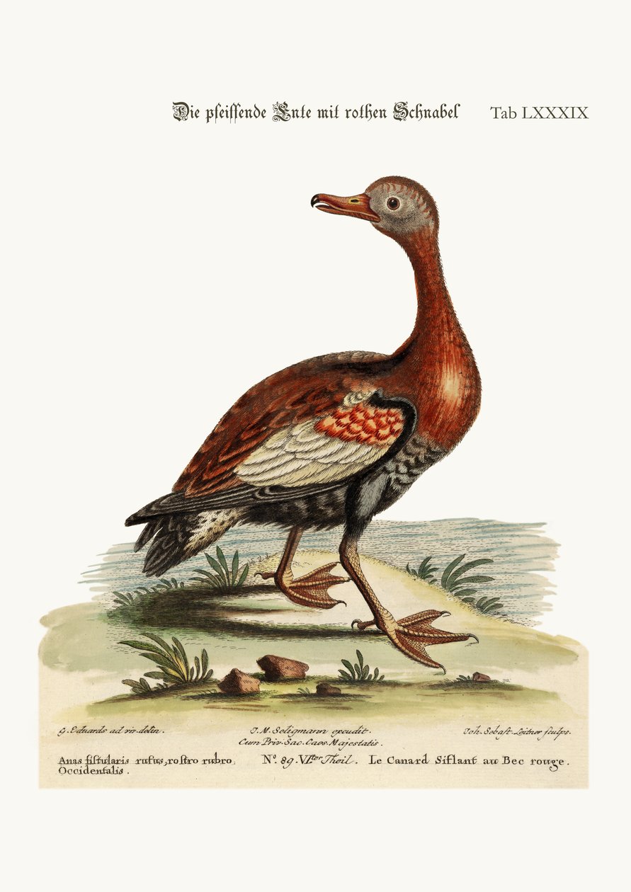 赤い請求笛を吹くアヒル、1749-73 作： ジョージ・エドワーズ