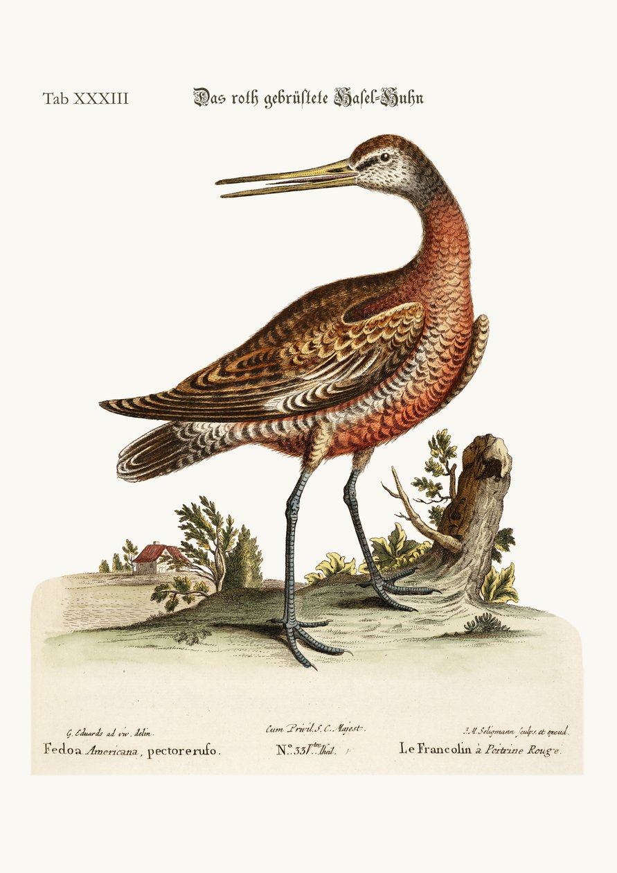 赤い胸のゴッドウィット、1749-73 作： ジョージ・エドワーズ