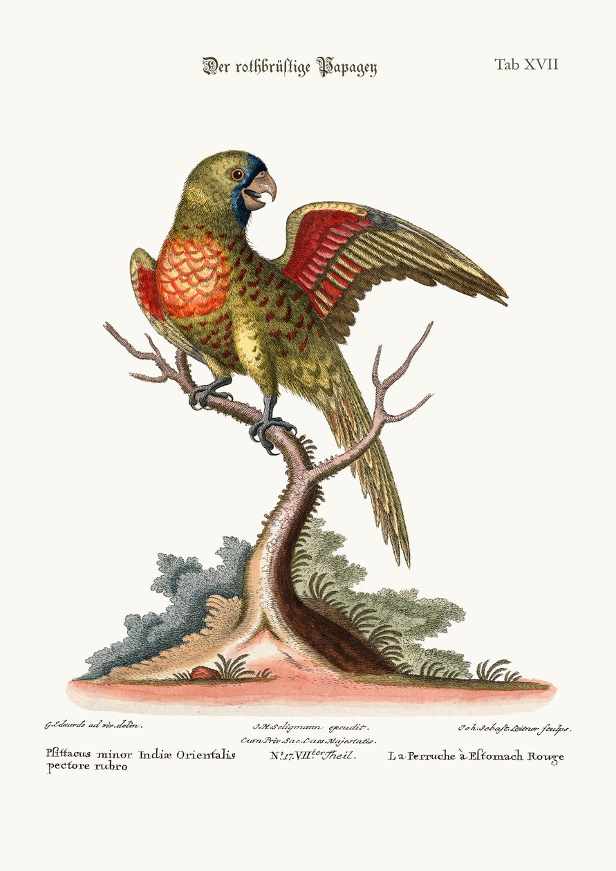 赤胸のパラキート、1749-73 作： ジョージ・エドワーズ