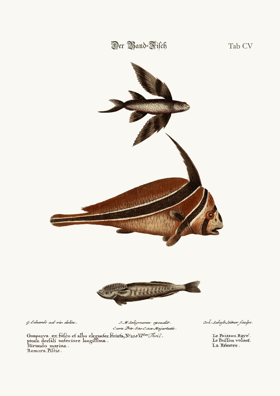 リブバンド・フィッシュ、1749-73 作： ジョージ・エドワーズ