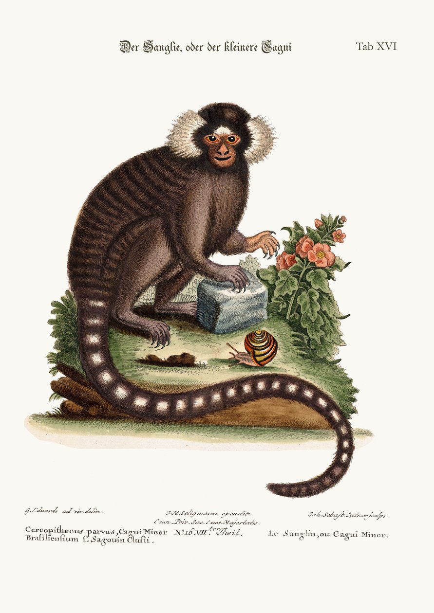 サングリン、またはカギマイナー、1749-73 作： ジョージ・エドワーズ
