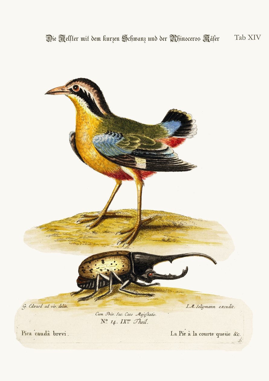 ショートテールのパイとカブトムシ、1749-73 作： ジョージ・エドワーズ