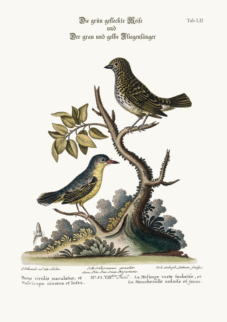 斑点のある緑のシジュウカラ、および灰色と黄色のヒタキ、1749-73 作： ジョージ・エドワーズ