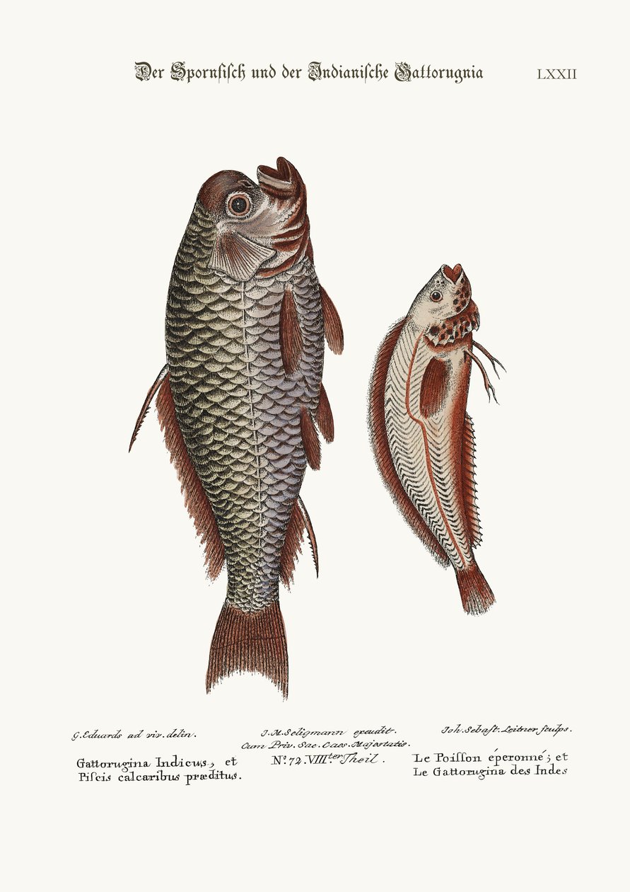 スパーフィッシュとインディアン・ガトルギナ、1749-73 作： ジョージ・エドワーズ