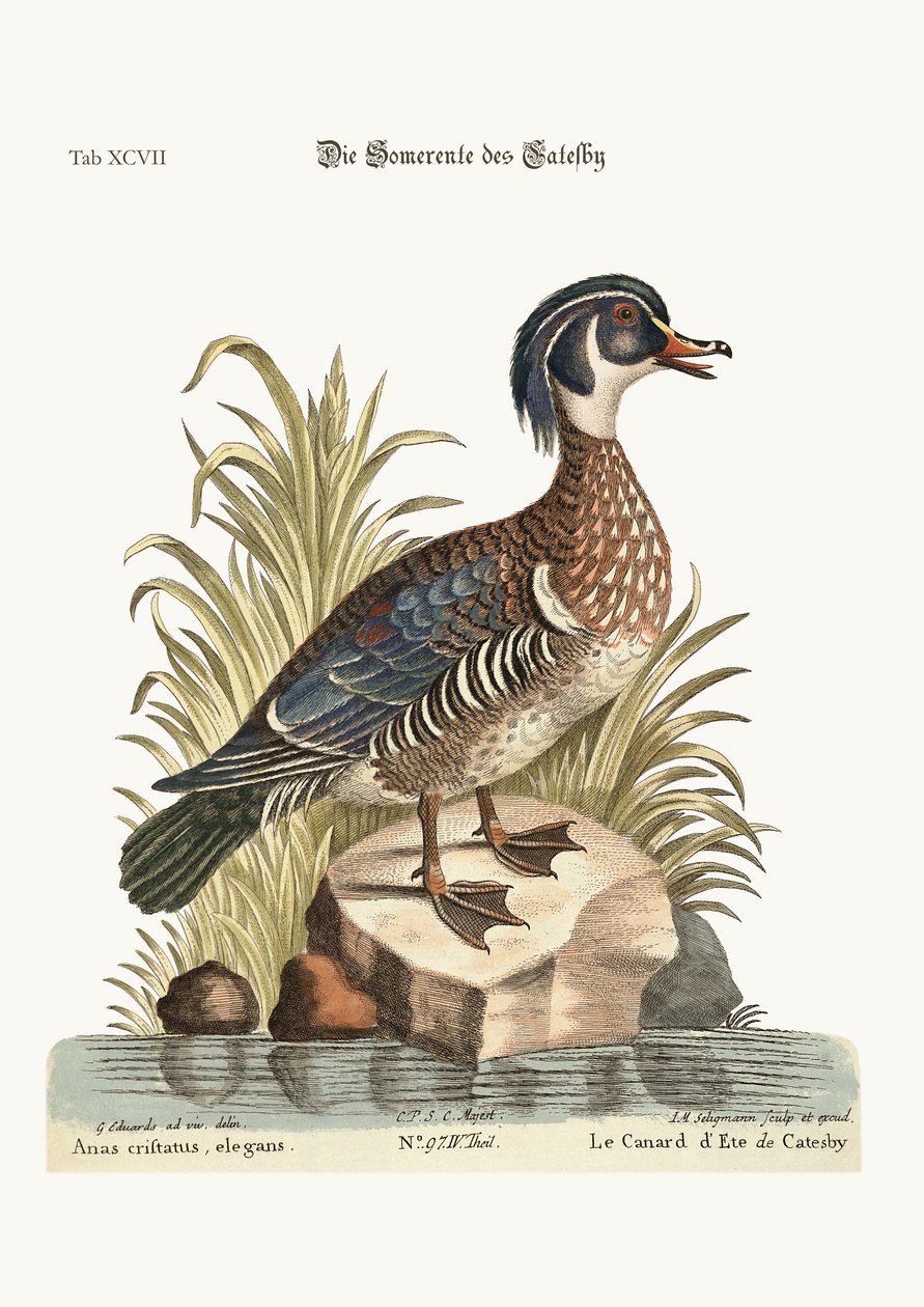 ケイツビーの夏のアヒル、1749-73 作： ジョージ・エドワーズ