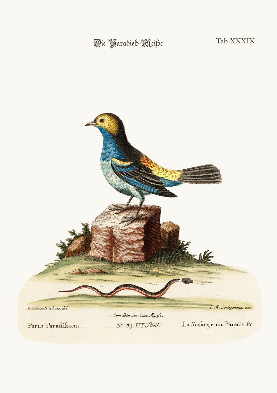 Tit-mouse of Paradise、1749-73 作： ジョージ・エドワーズ