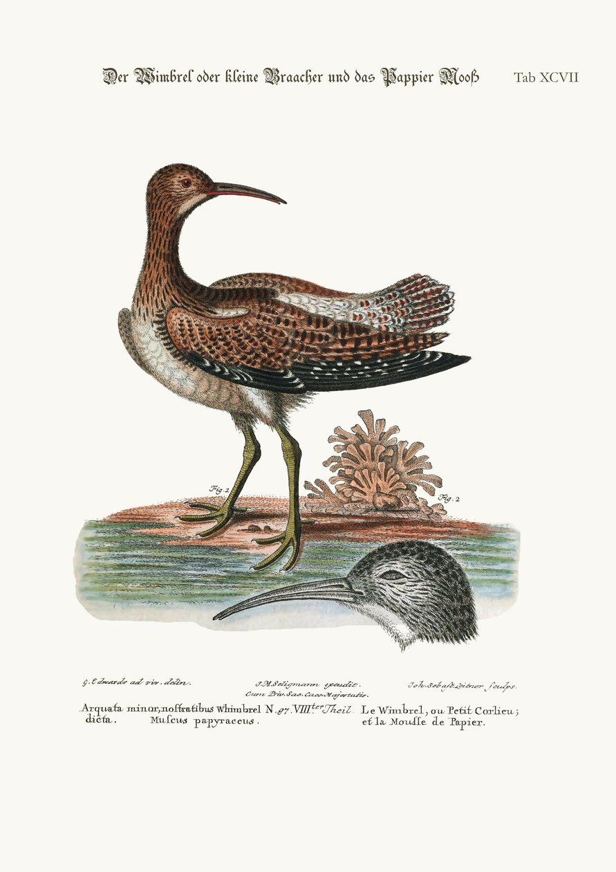 ウィンブレル、またはレッサーカーリューと紙コケ、1749-73 作： ジョージ・エドワーズ