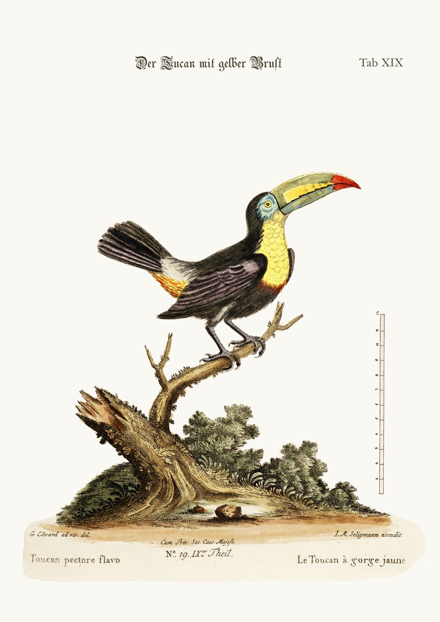 黄変オオハシ、1749-73 作： ジョージ・エドワーズ