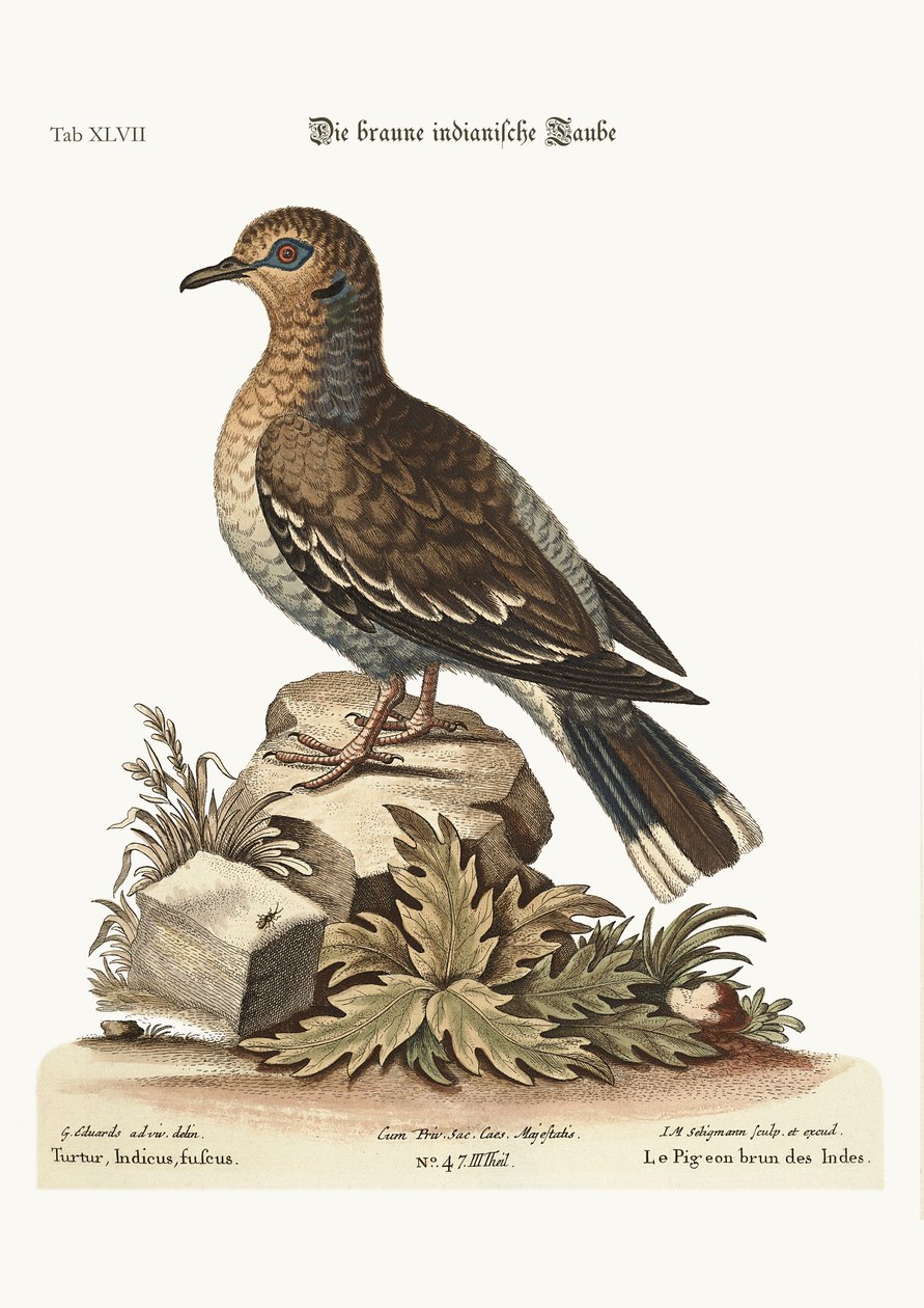 茶色のインドの鳩、1749-73 作： ジョージ・エドワーズ