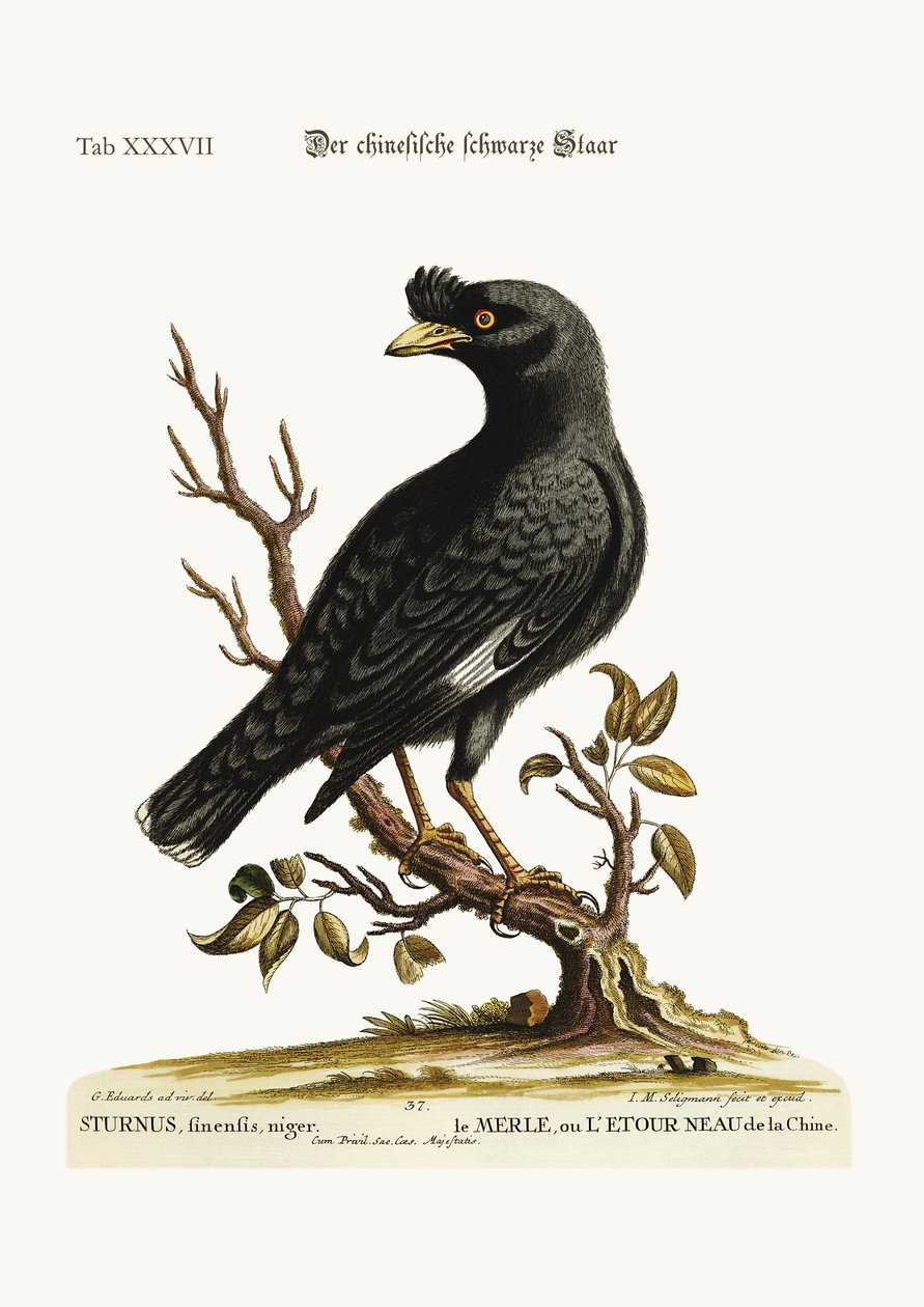 中国のムクドリまたは黒鳥、1749-73 作： ジョージ・エドワーズ