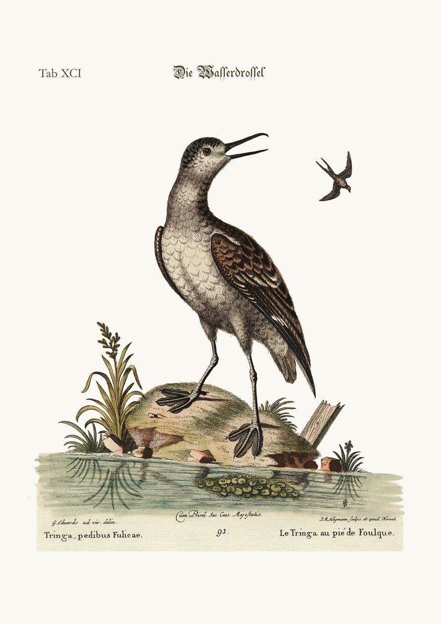 オオバンの足のトリンガ、1749-73 作： ジョージ・エドワーズ