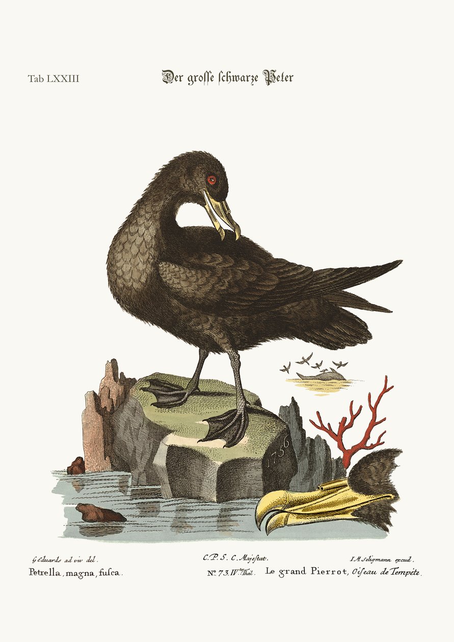 偉大な黒ペテルリル、1749-73 作： ジョージ・エドワーズ