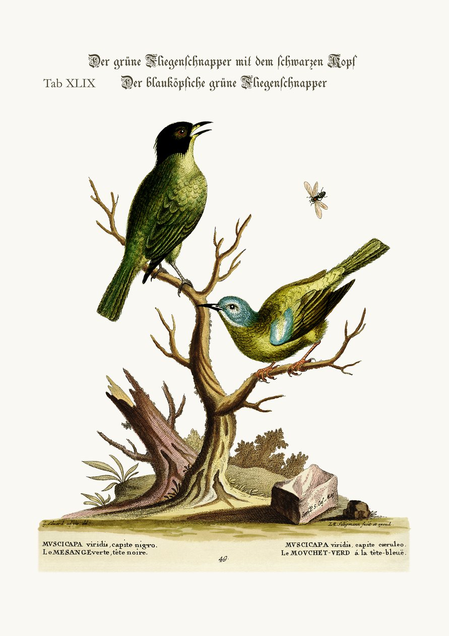 緑の黒い帽子のヒタキ。青向かった緑のヒタキ、1749-73 作： ジョージ・エドワーズ