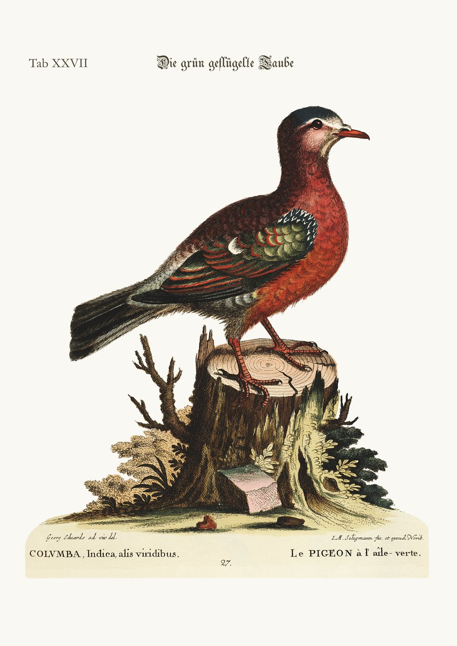 緑の翼のある鳩、1749-73 作： ジョージ・エドワーズ