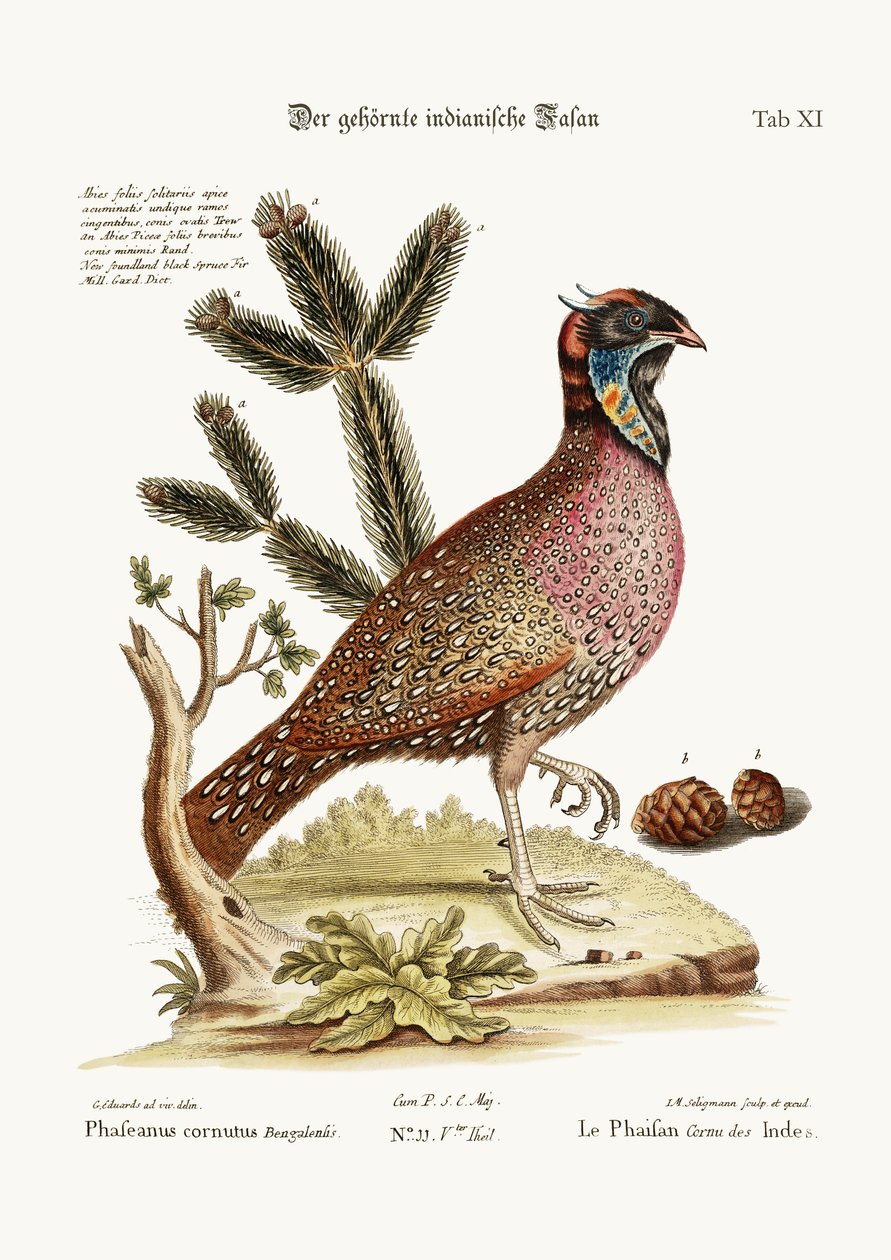 角のあるインディアンキジ、1749-73 作： ジョージ・エドワーズ