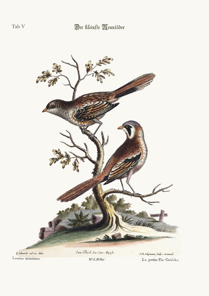 最小の肉屋の鳥、1749-73 作： ジョージ・エドワーズ