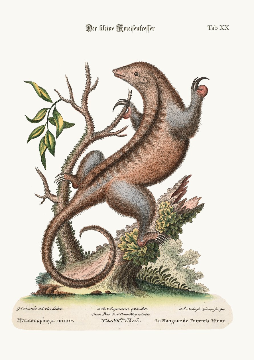 小さなアリイーター、1749-73 作： ジョージ・エドワーズ
