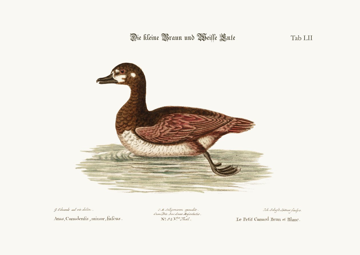 小さな茶色と白のアヒル、1749-73 作： ジョージ・エドワーズ