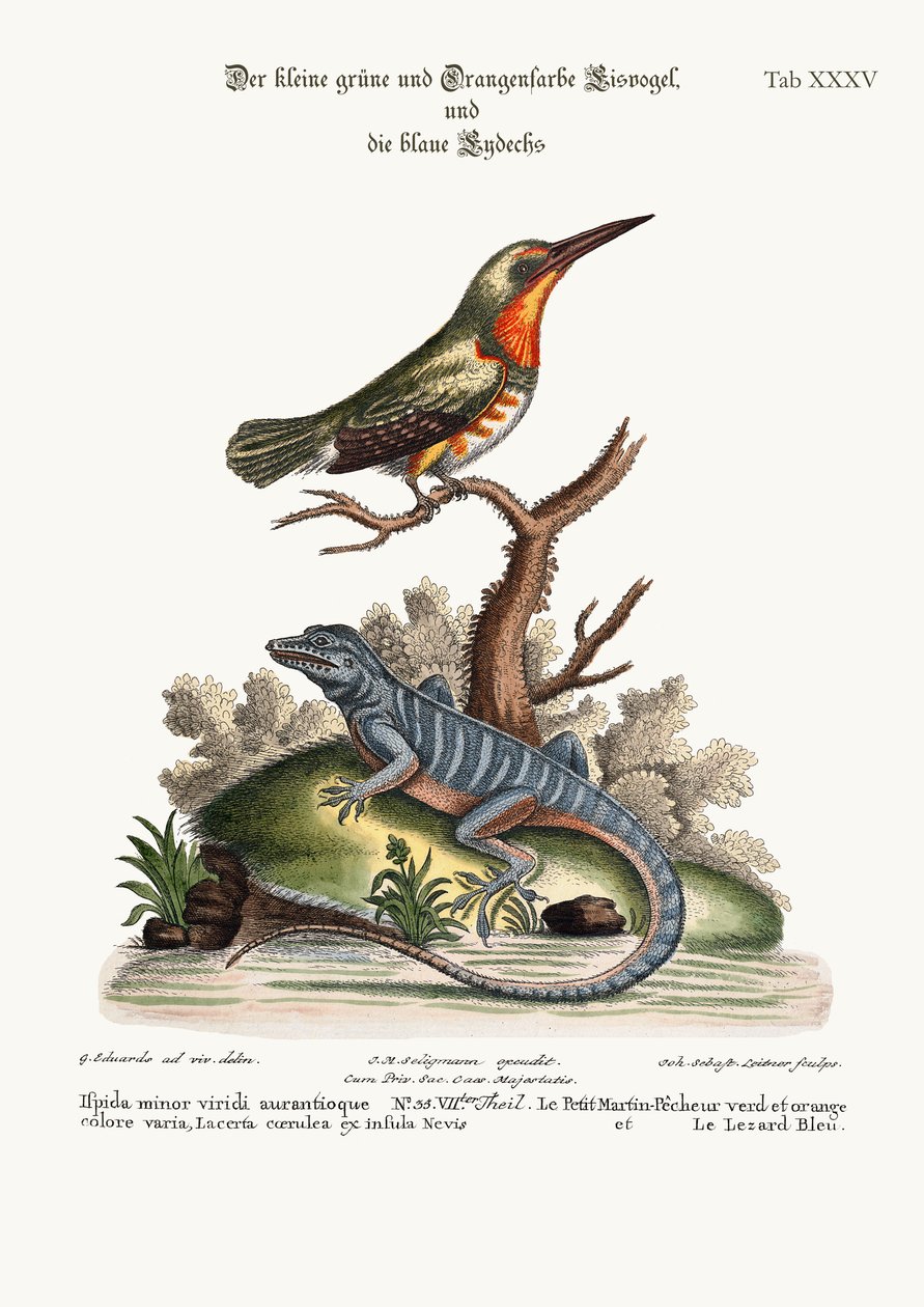 小さな緑とオレンジ色のキングフィッシャーと青トカゲ、1749-73 作： ジョージ・エドワーズ