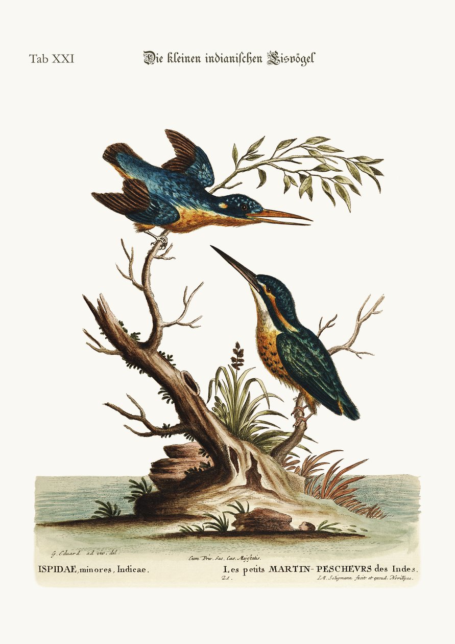 小さなインドのカワセミ、1749-73 作： ジョージ・エドワーズ