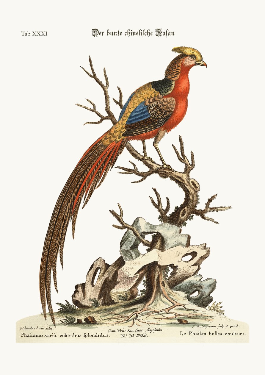中国から描かれたキジ、1749-73 作： ジョージ・エドワーズ