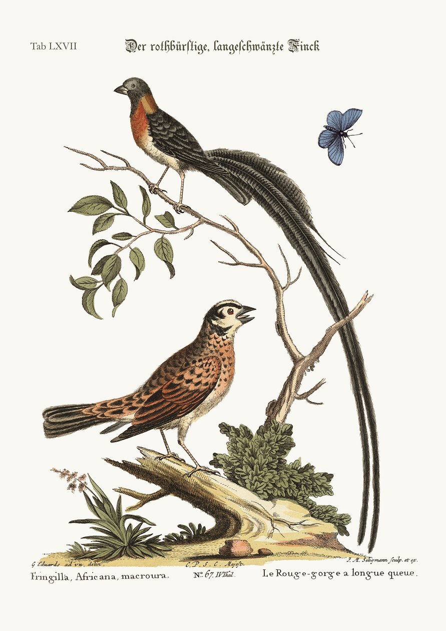 赤胸の長い尾のフィンチ、1749-73 作： ジョージ・エドワーズ