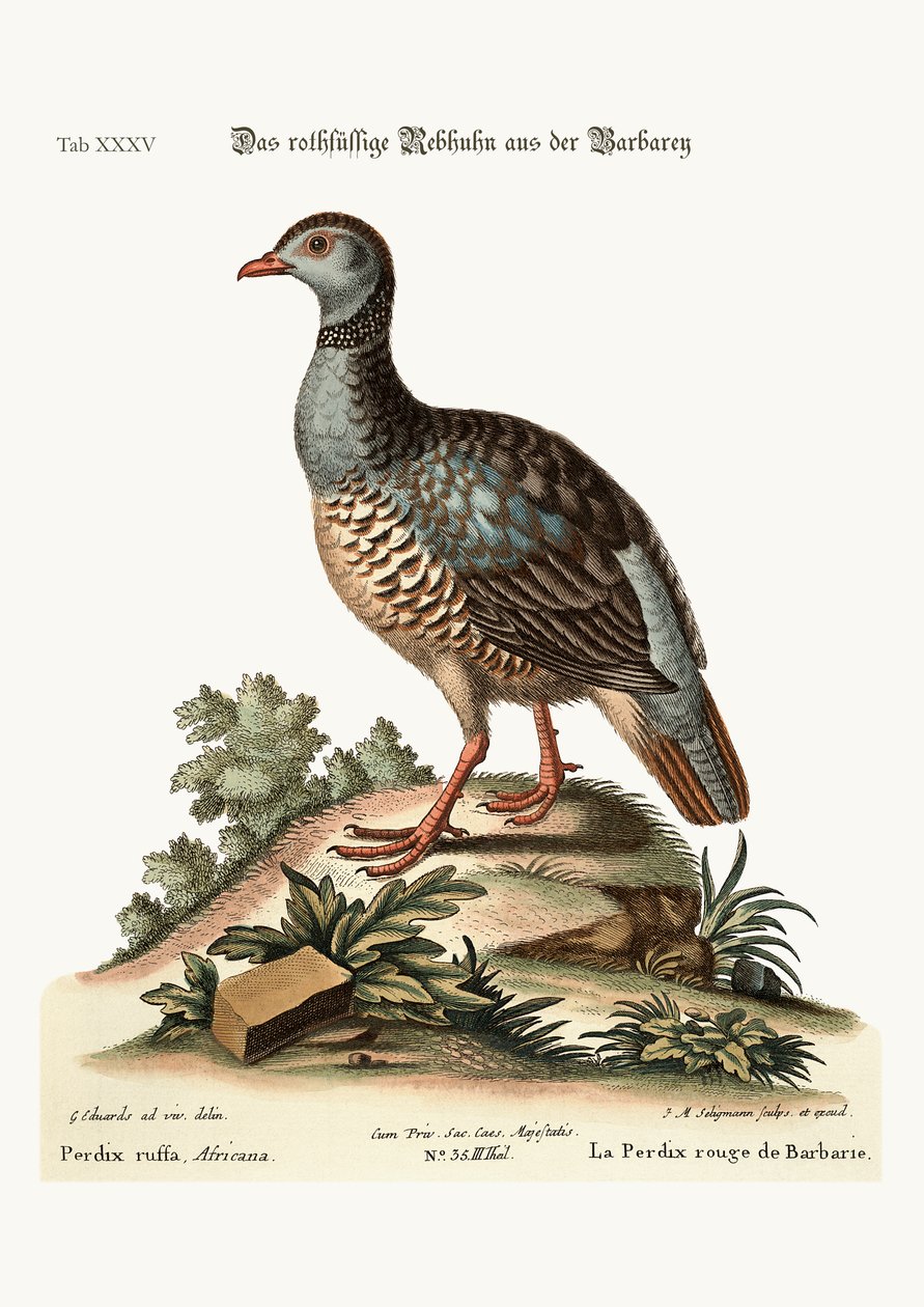バーバリからのアカアシイワシャコ、1749-73 作： ジョージ・エドワーズ