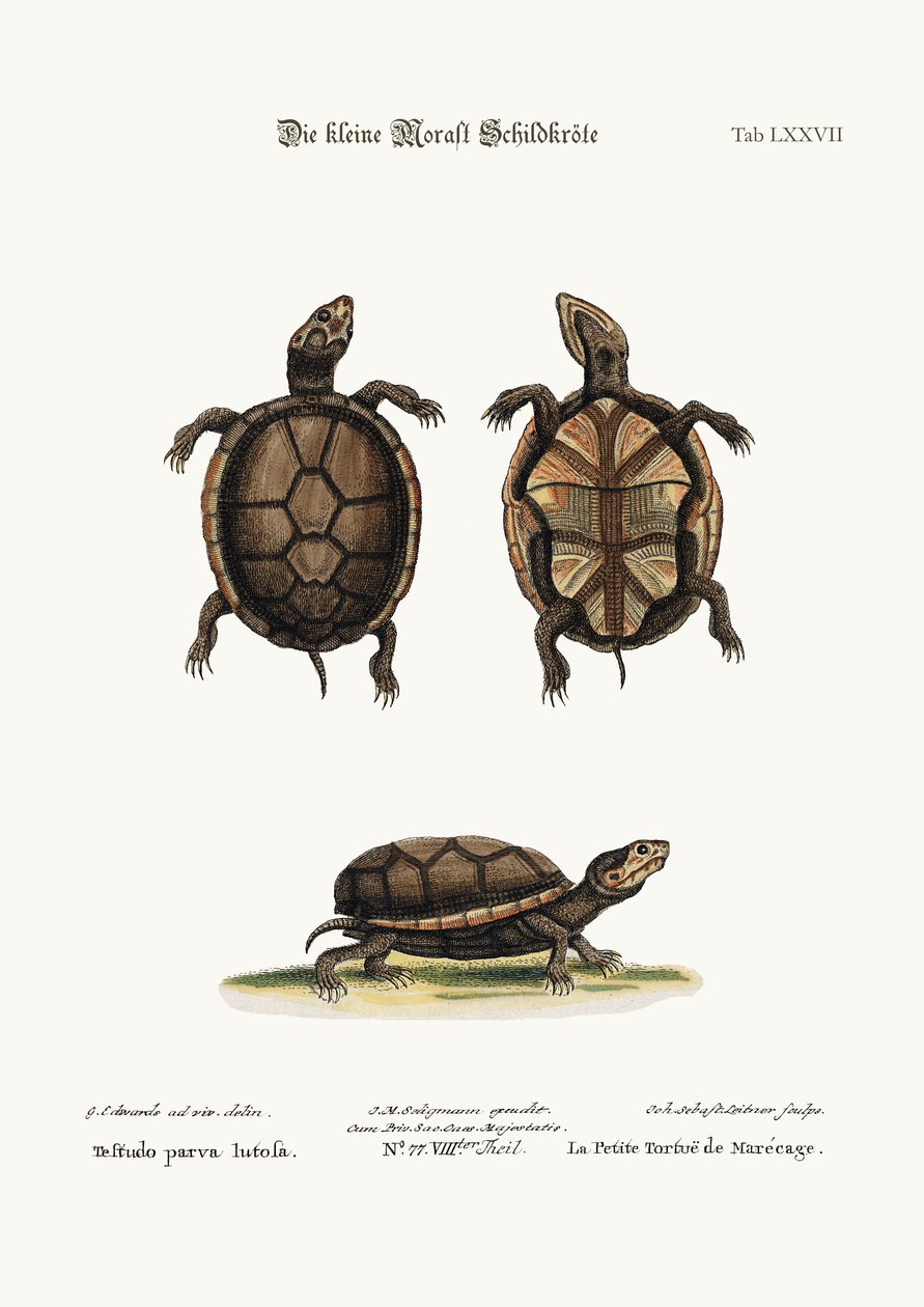 小さなカメ、1749-73 作： ジョージ・エドワーズ