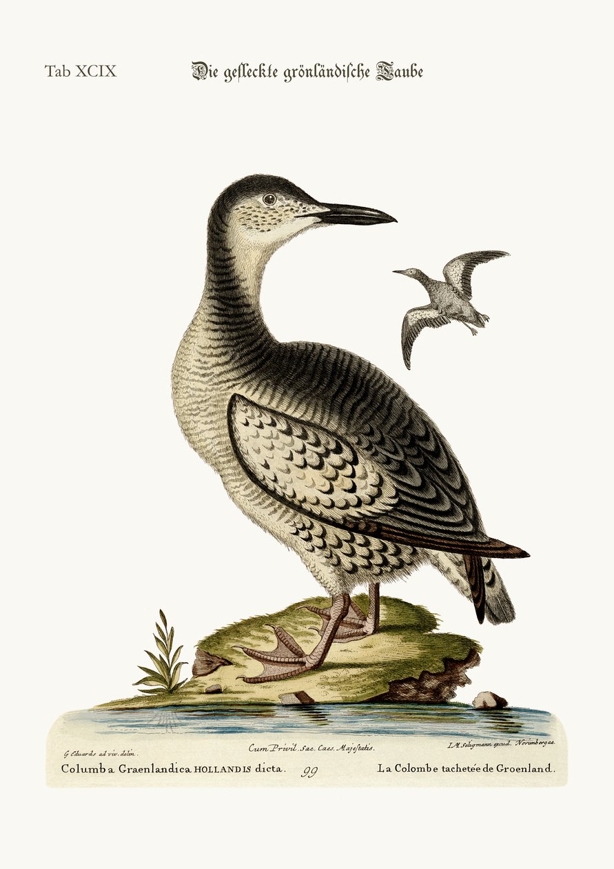 斑点のあるグリーンランド鳩、1749-73 作： ジョージ・エドワーズ