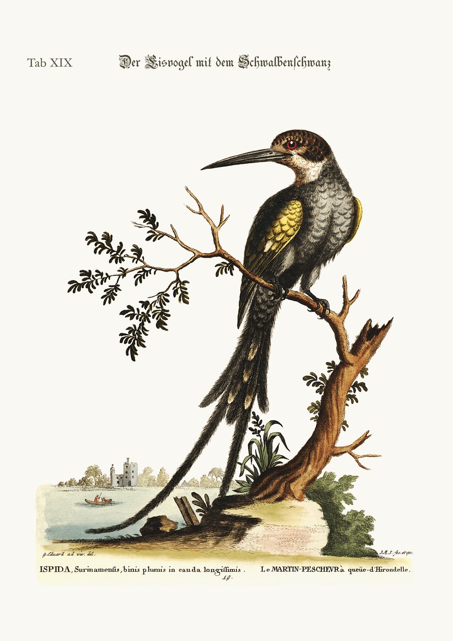 ツバメの尾のカワセミ、1749-73 作： ジョージ・エドワーズ