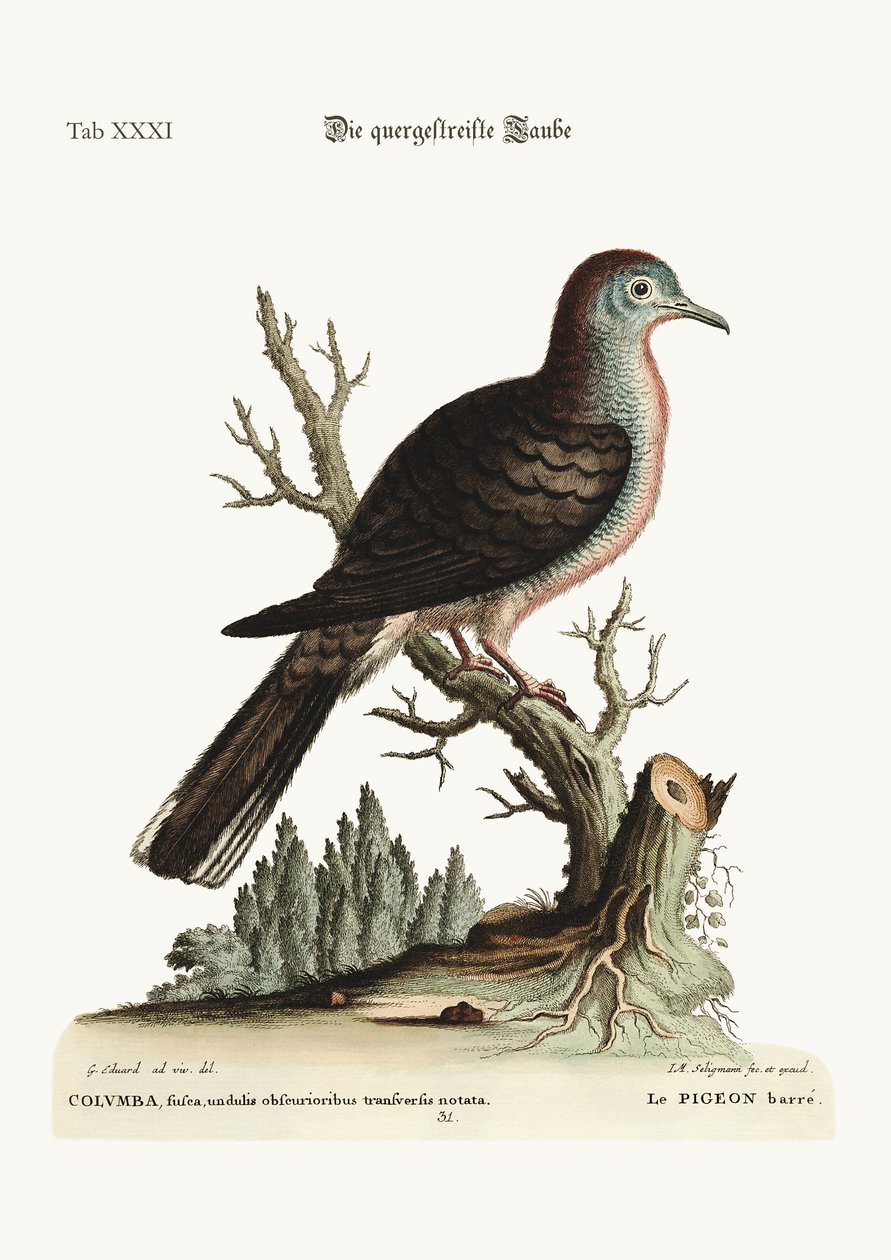 横縞またはむき出しの鳩、1749-73 作： ジョージ・エドワーズ