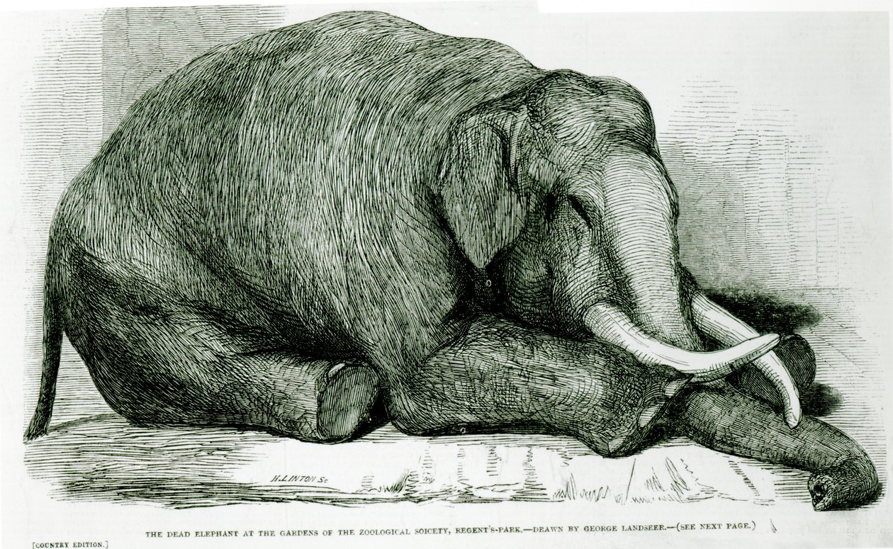 「ロンドンイラストレイテッドニュース」の動物学園、リージェンツパークの庭園で死んだ象 作： ジョージ・ランドシーア