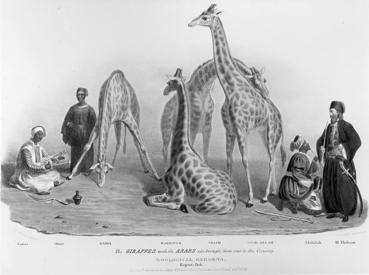この国に連れてきたアラブ人とのキリン、動物園、リージェンツパーク、1836 作： ジョージ・スナー・シャープ