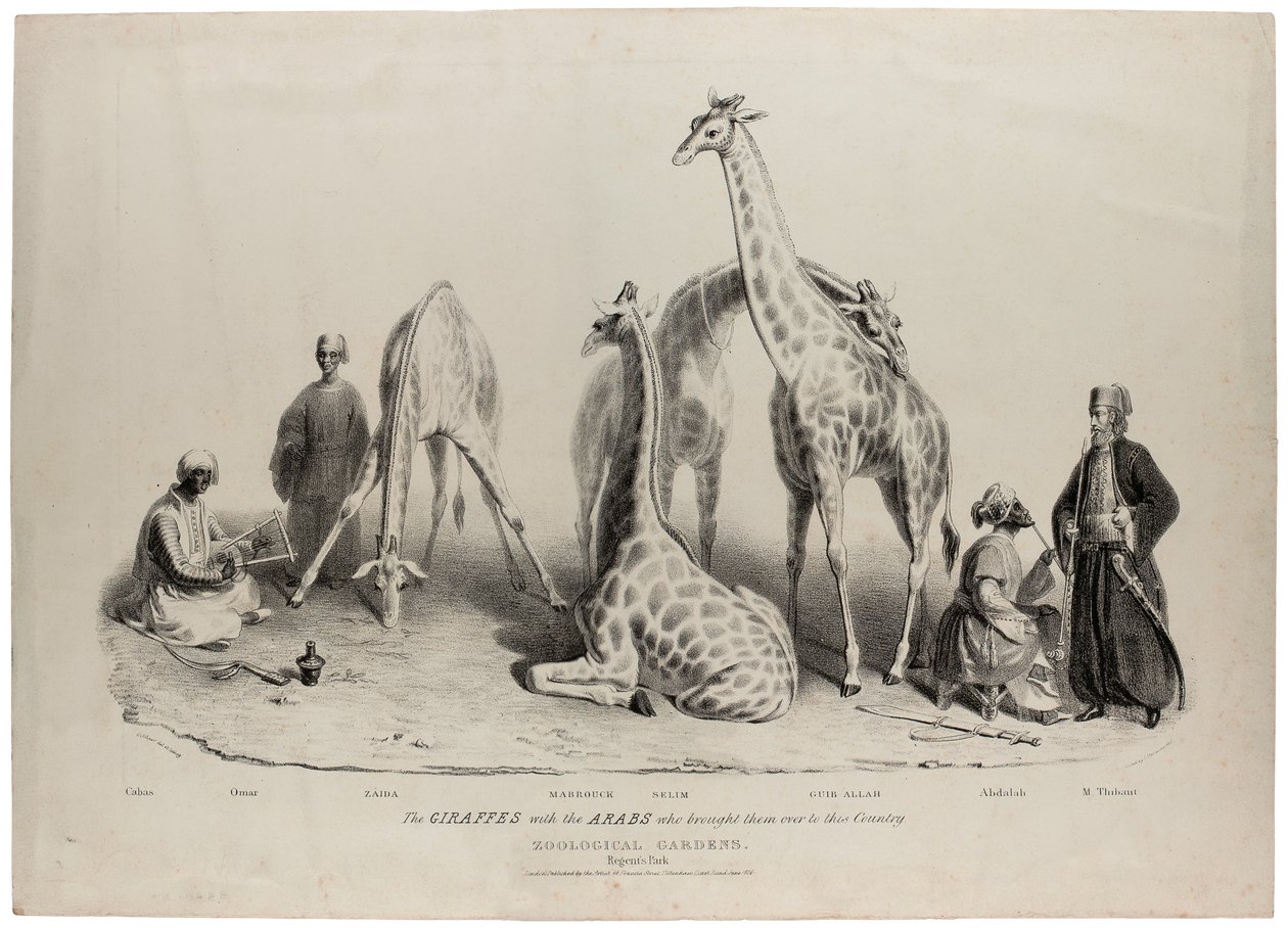 この国に持ち込まれたアラブ人とのキリン、動物園、リージェンツパーク、ロンドン、1836年6月、リトグラフ、チャールズハルマンデル（1789〜1850年） 作： ジョージ・スナー・シャープ