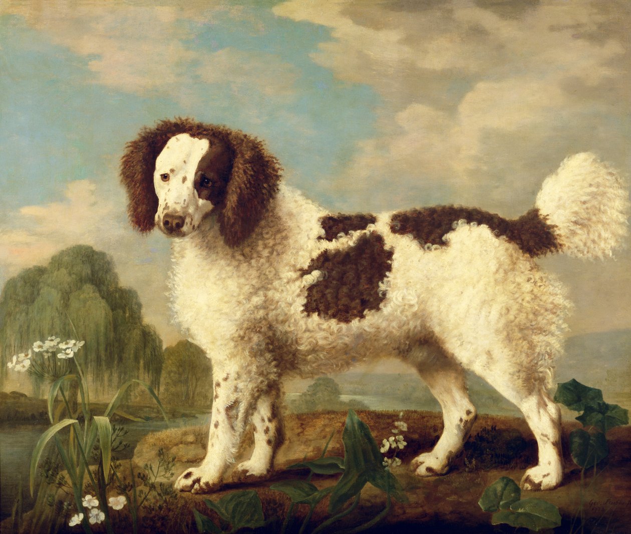 ブラウンアンドホワイトノーフォークまたはウォータースパニエル、1778年 作： ジョージ・スタッブス