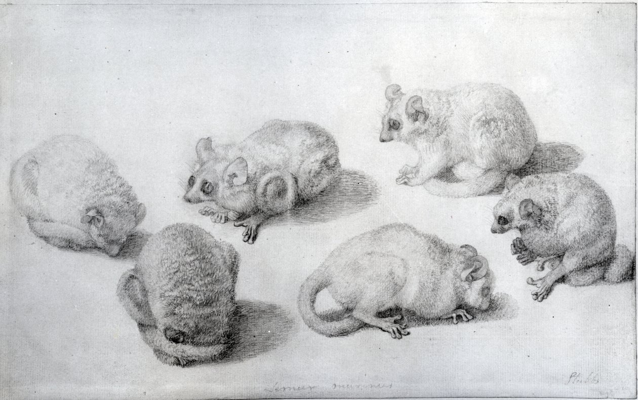 キツネザルの研究、1773年（紙上グラファイト） 作： ジョージ・スタッブス