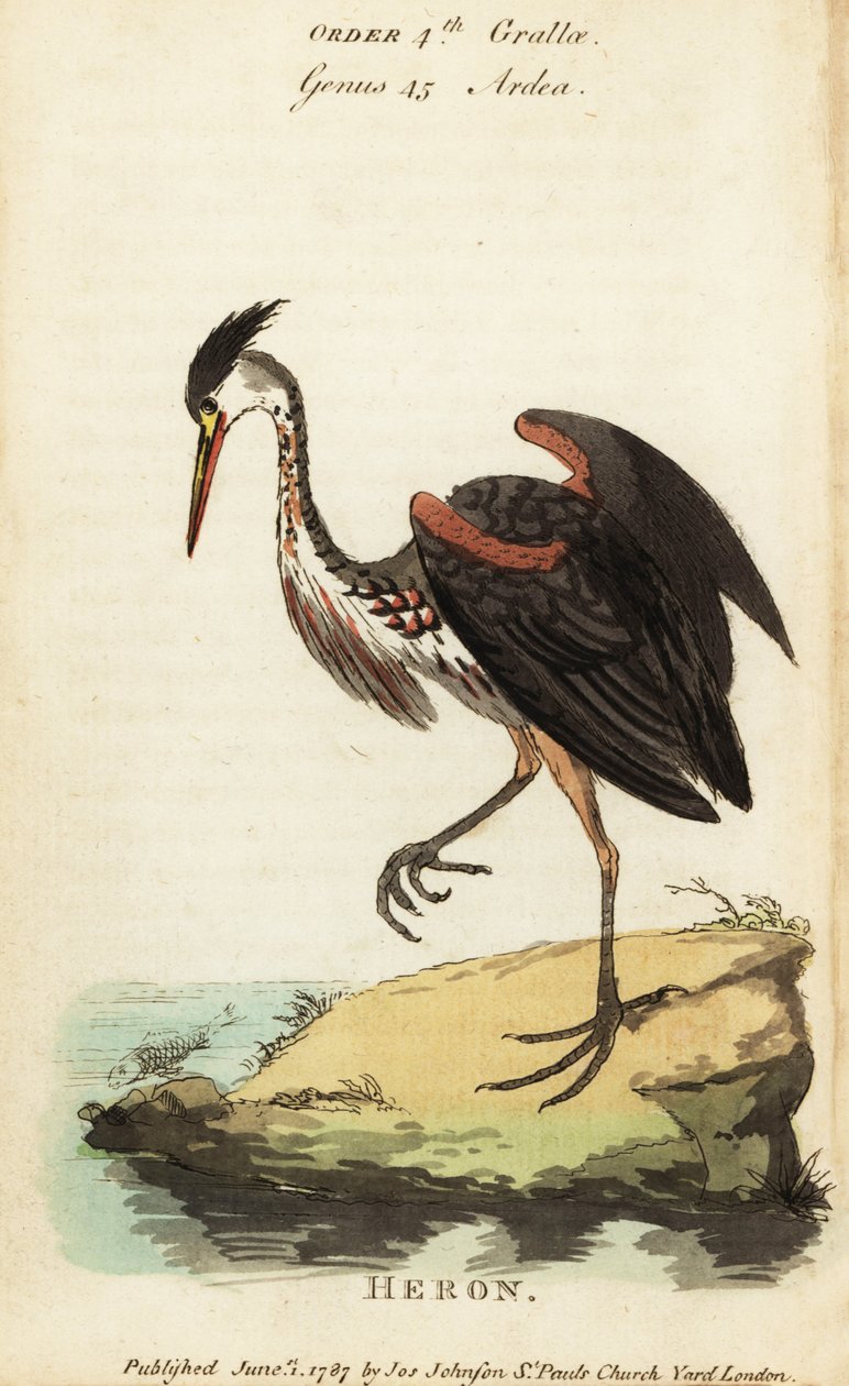 北アメリカの灰色のサギ、Ardea fusca 作： ジョージ（後）エドワーズ
