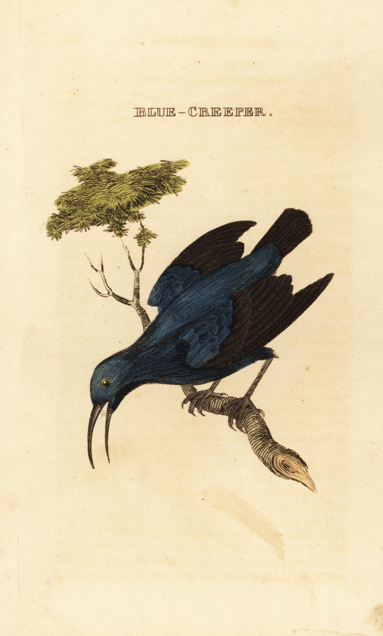 ムラサキスイカズラ、Cyanerpes caeruleus 作： ジョージ（後）エドワーズ
