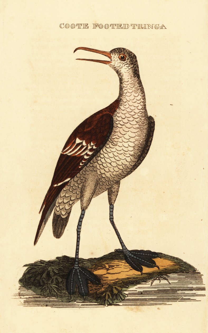 レッドネック・ファラロペ（Phalaropus lobatus 作： ジョージ（後）エドワーズ