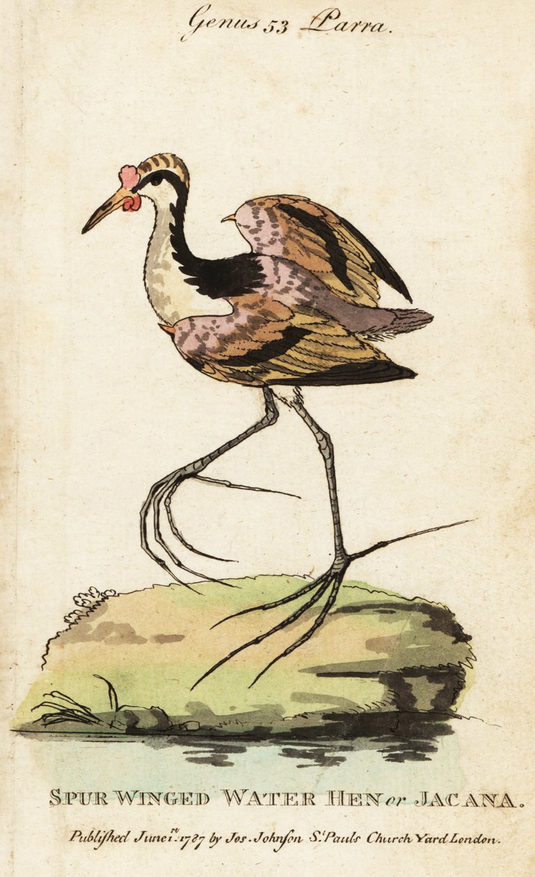 ワトルド・ジャカナ（Jacana jacana 作： ジョージ（後）エドワーズ